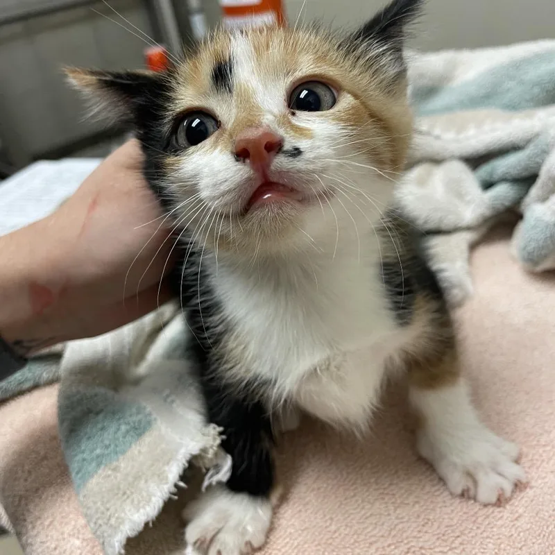 A baby small-sized female White Domestic Short Hair cat named Fanta for adoption in Bristol, IN