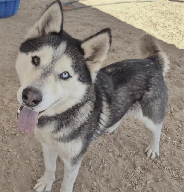 An adult medium-sized female Siberian Husky dog named Saturn for adoption in Albuquerque, NM