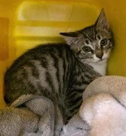 A baby small-sized male Domestic Short Hair cat named CA  Thunder for adoption in Glen Allen, VA