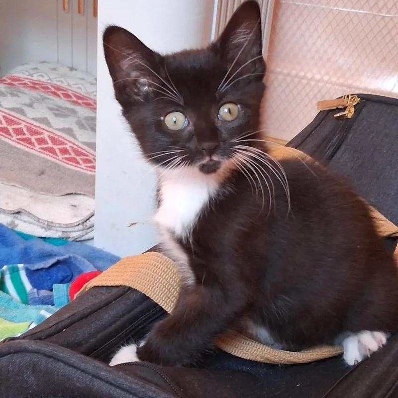 A baby large-sized female Black & White / Tuxedo Domestic Short Hair cat named Velma & Vaughn for adoption in Hudson, NY