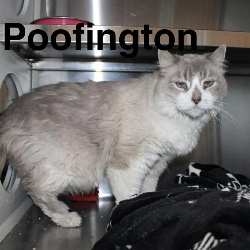A senior medium-sized male Gray / Blue / Silver Domestic Medium Hair cat named Poofington for adoption in Branford, CT