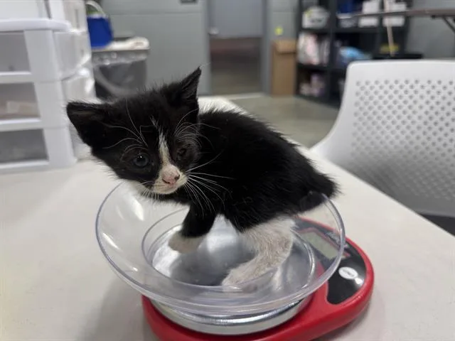 A baby small-sized male Domestic Short Hair cat named Jelly Bean for adoption in San Martin, CA