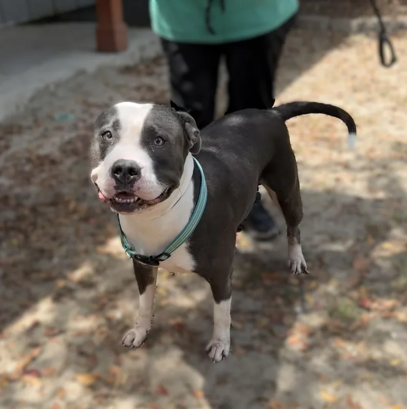 An adult large-sized male American Bully dog named Cheeseburger for adoption in Slidell, LA