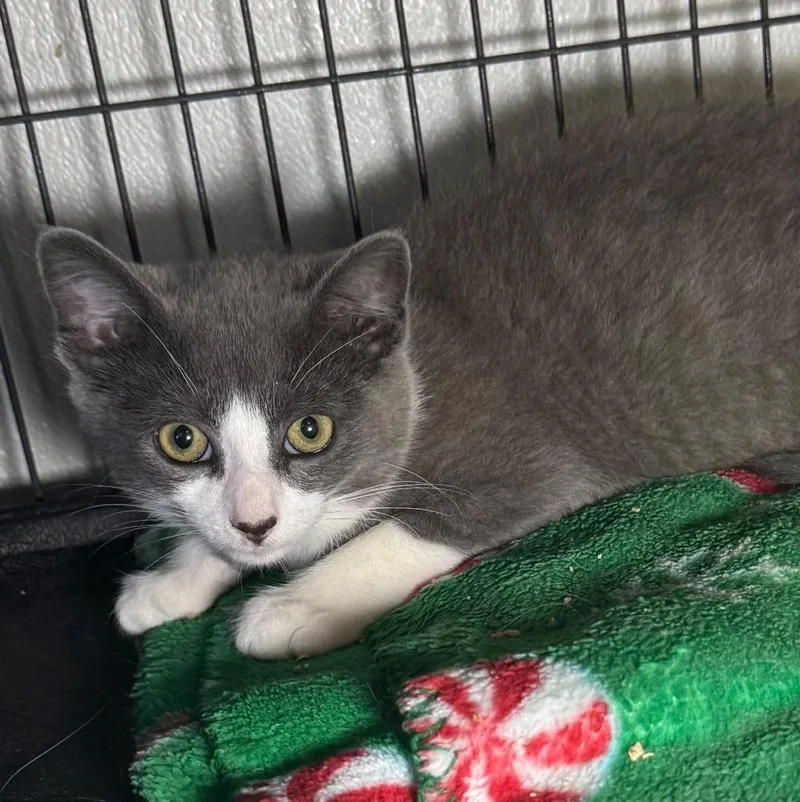 A baby medium-sized male Domestic Short Hair cat named Jovi for adoption in Saginaw, MI