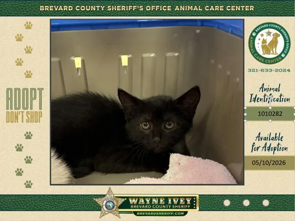 A baby small-sized male Domestic Short Hair cat named Cosmic Brownie for adoption in Melbourne, FL