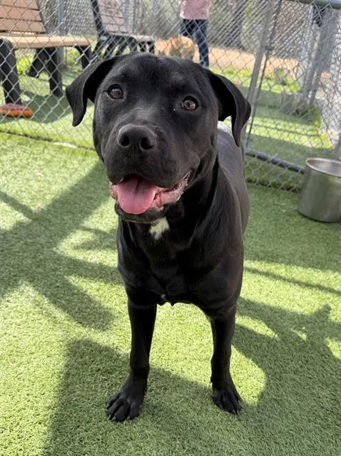 A young large-sized female Mixed Breed dog named Ricotta for adoption in Columbia, SC