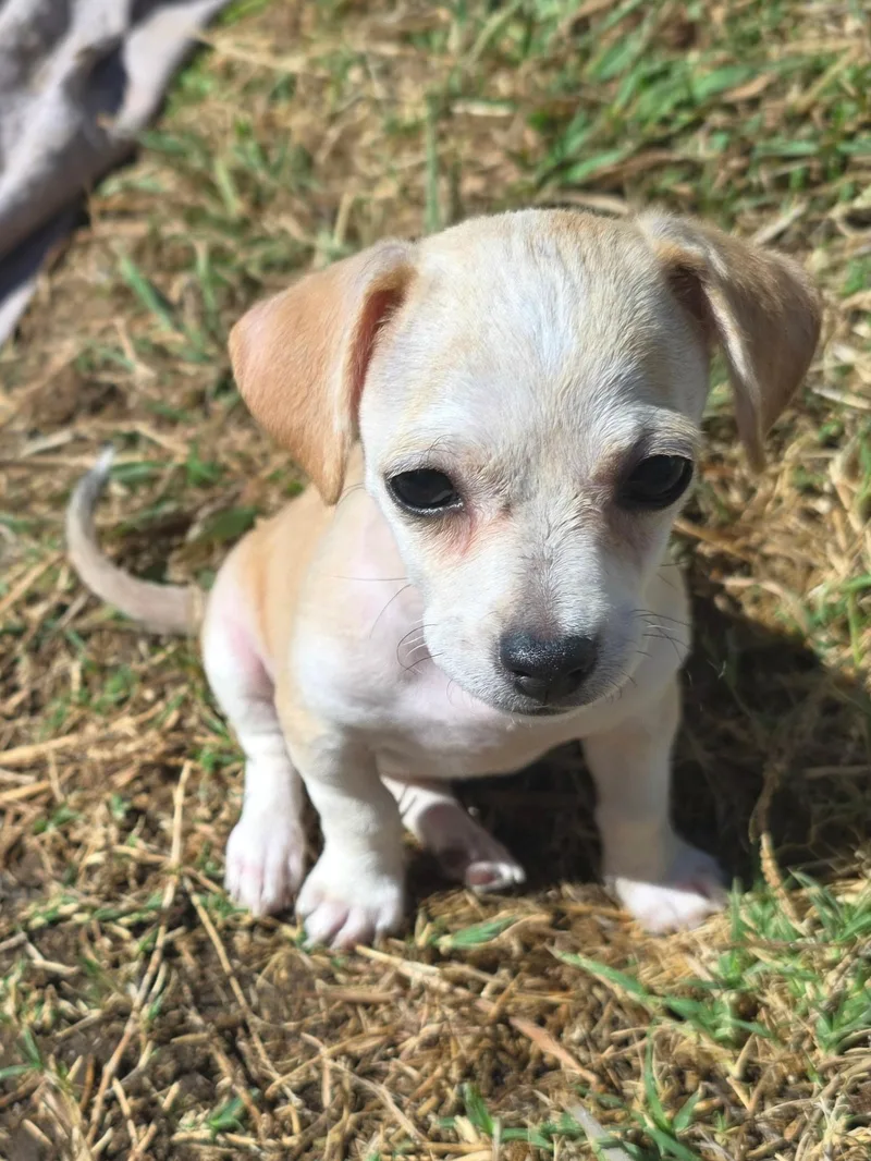 A baby small-sized female Chihuahua dog named Winnie for adoption in Penryn, CA
