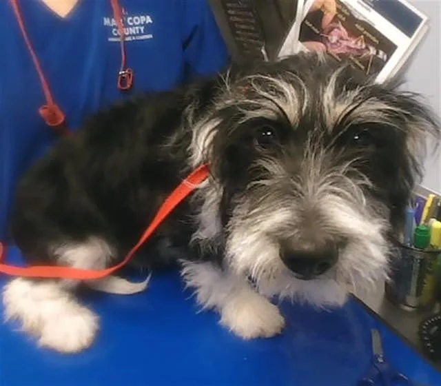 A young small-sized female Border Terrier dog named Lady for adoption in Phoenix, AZ