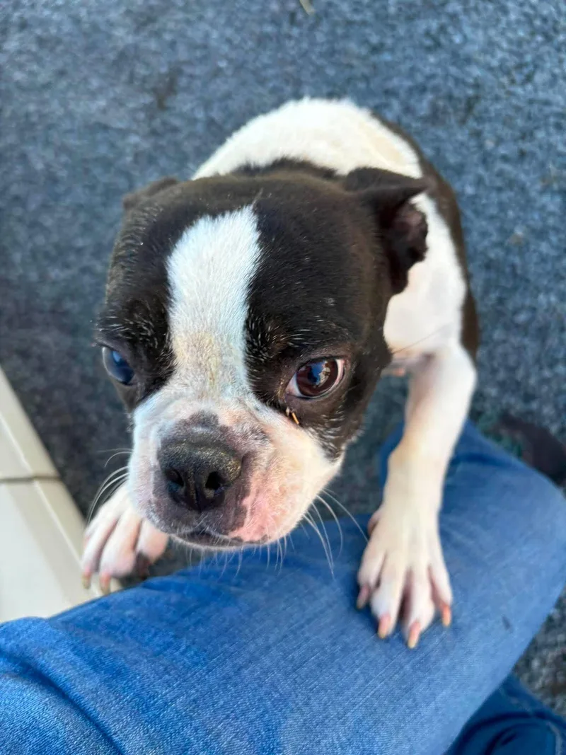 An adult medium-sized female Boston Terrier dog named Zelda for adoption in Havertown, PA