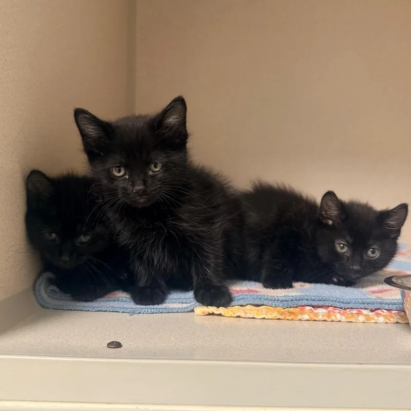 A baby small-sized male Black Domestic Short Hair cat named Huey for adoption in Great Falls, MT