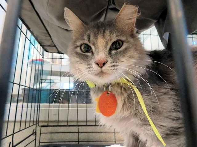 An adult medium-sized female Domestic Short Hair cat named Sparkle for adoption in Oklahoma City, OK