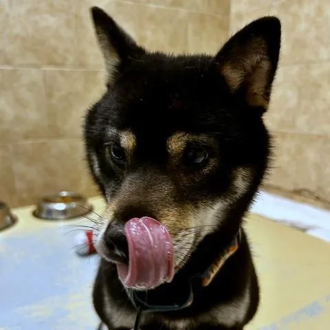 An adult small-sized male Mixed Breed dog named Quigley for adoption in Poplar Bluff, MO