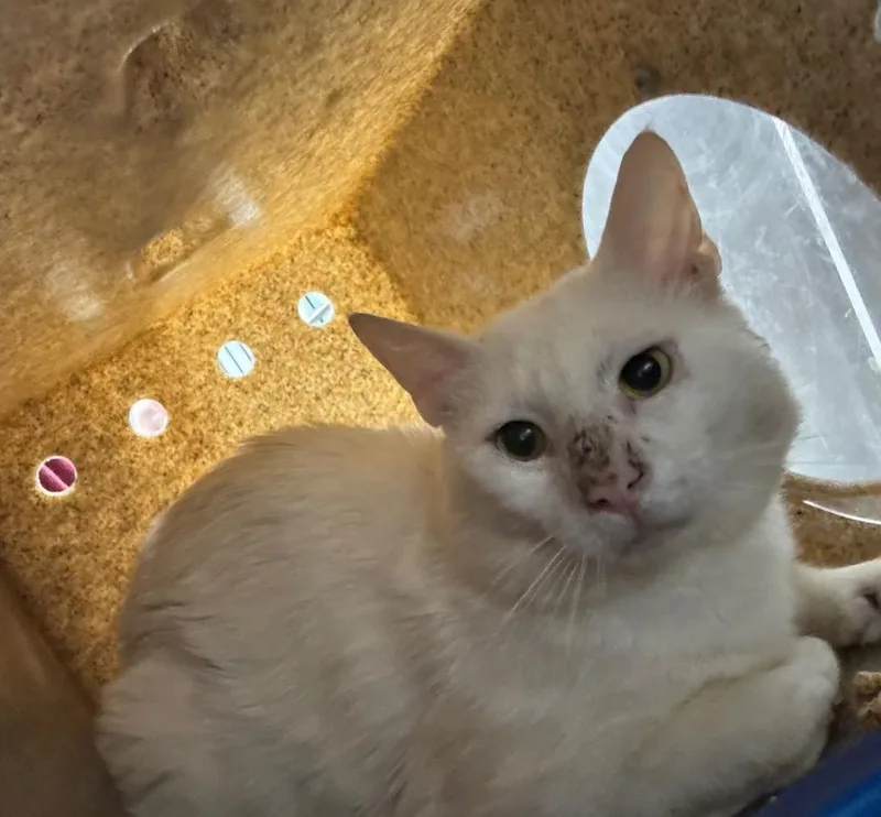 Phantom Semiferal