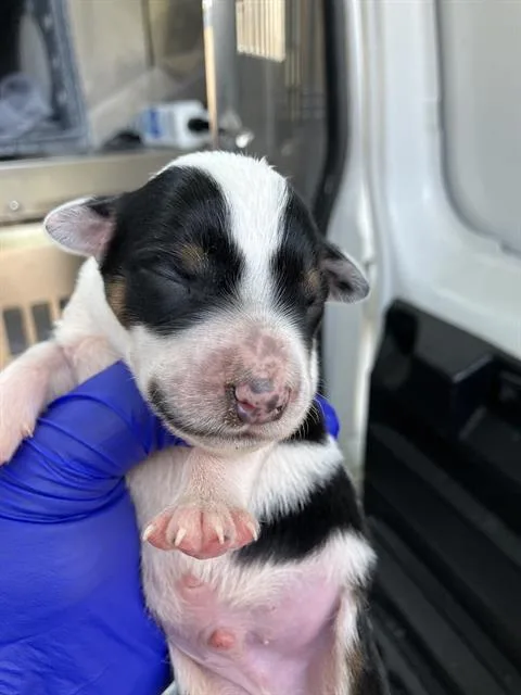 A baby medium-sized female Mixed Breed dog named Freda for adoption in Dallas, TX