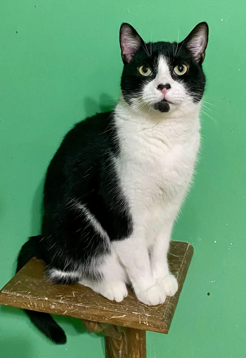 An adult medium-sized female Black & White / Tuxedo Domestic Short Hair cat named Amor for adoption in Chicago, IL