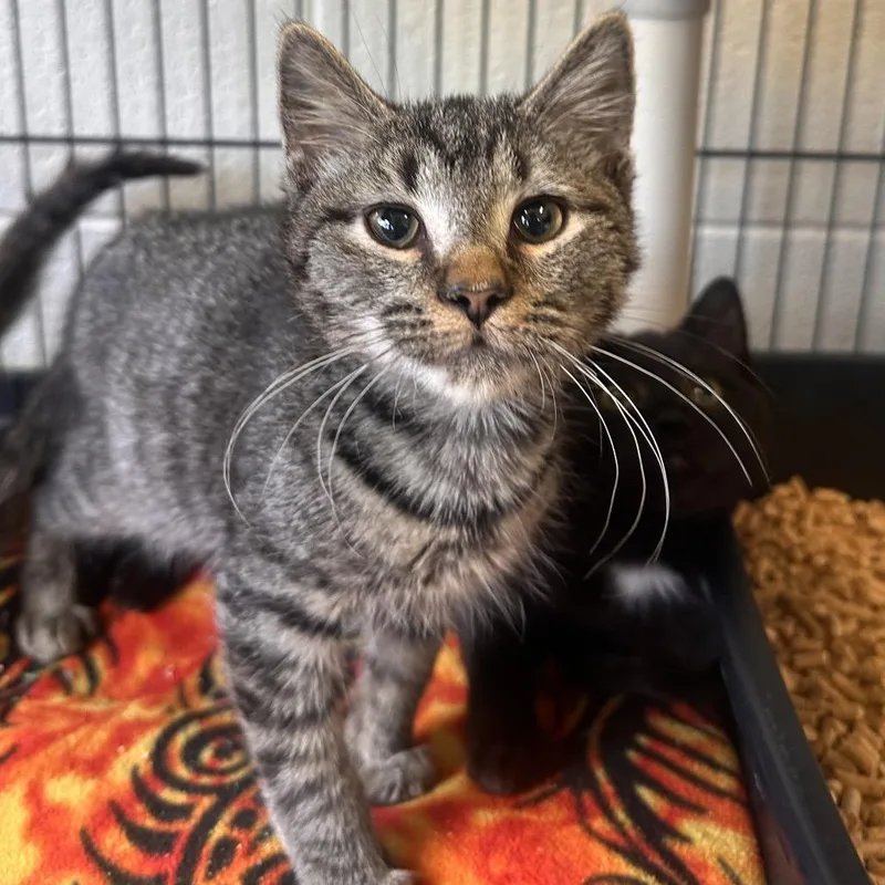 A baby small-sized male Brown / Chocolate Domestic Short Hair cat named Frankie for adoption in Rocky Mount, VA