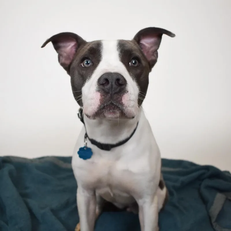 A young medium-sized female Gray / Blue / Silver Mixed Breed dog named Medusa for adoption in West Palm Beach, FL