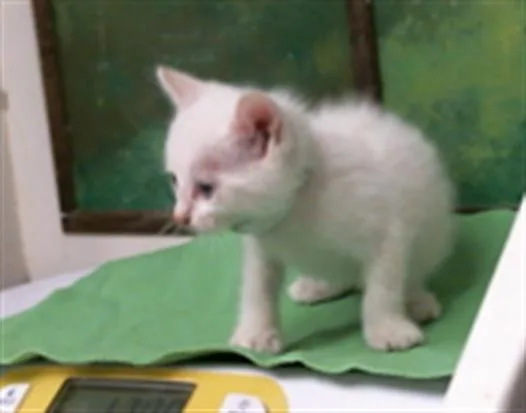 A baby small-sized male Domestic Short Hair cat named George for adoption in Houston, TX