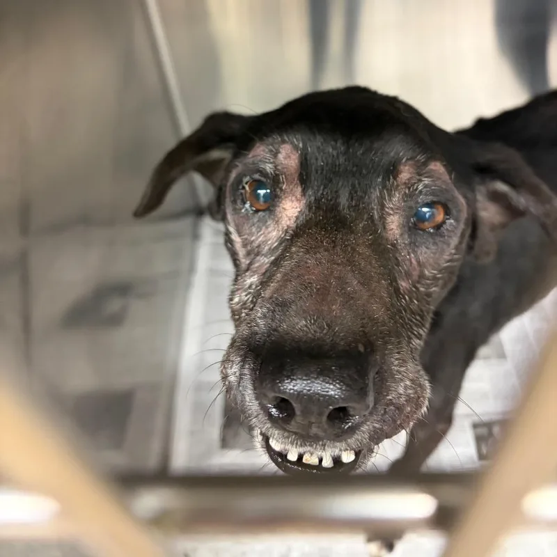 An adult small-sized female Black Mixed Breed dog named Marge for adoption in Lake Jackson, TX
