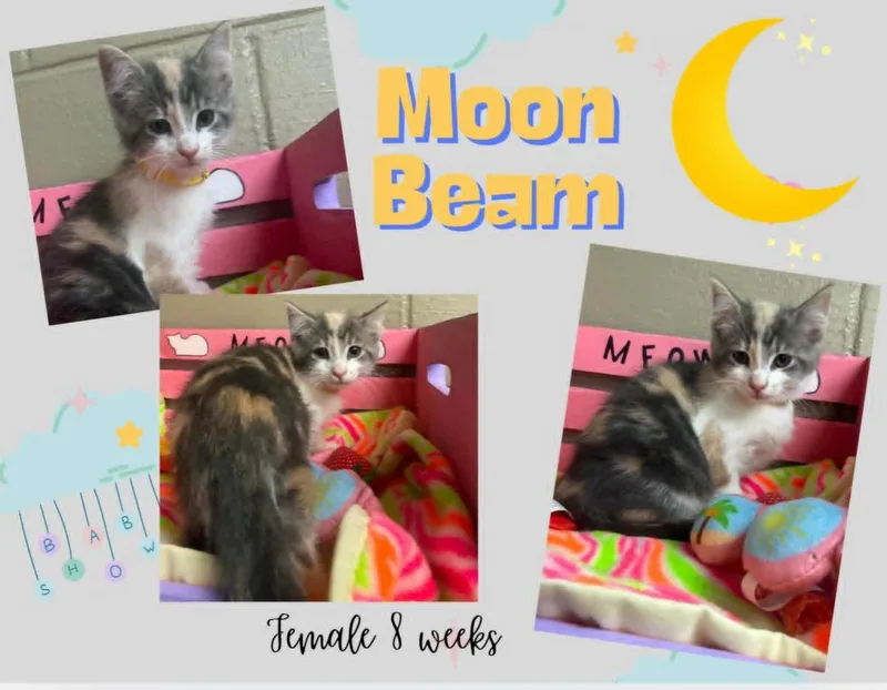 Moonbeam