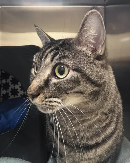 An adult large-sized female Domestic Short Hair cat named Sammy for adoption in Fishers, IN