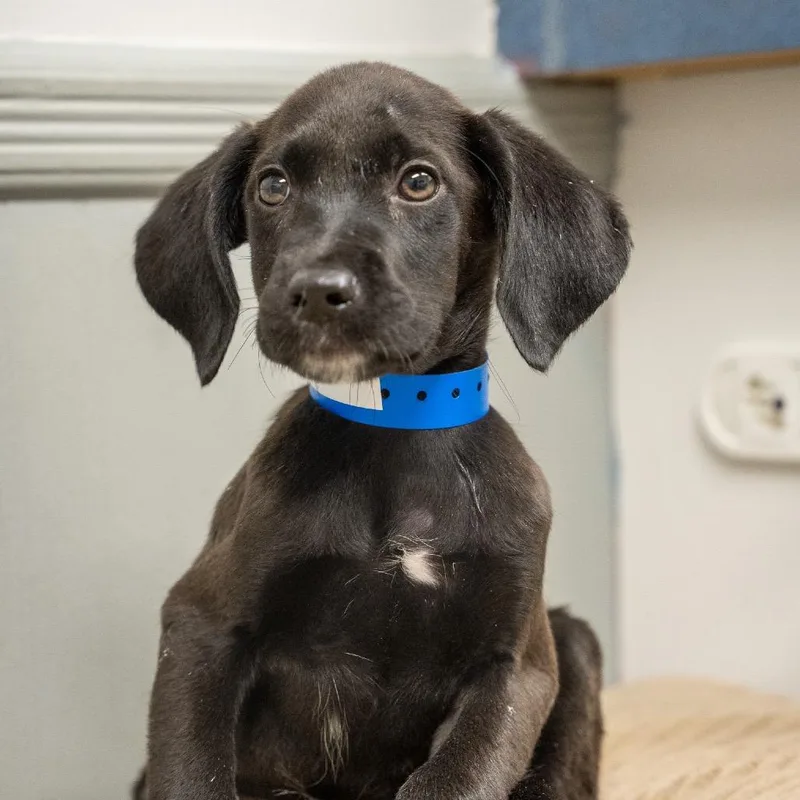 A baby medium-sized male Labrador Retriever dog named Roo for adoption in Pawling, NY