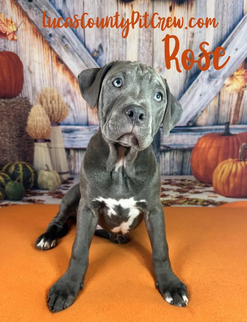 A baby medium-sized female Gray / Blue / Silver American Staffordshire Terrier dog named Rose for adoption in Toledo, OH