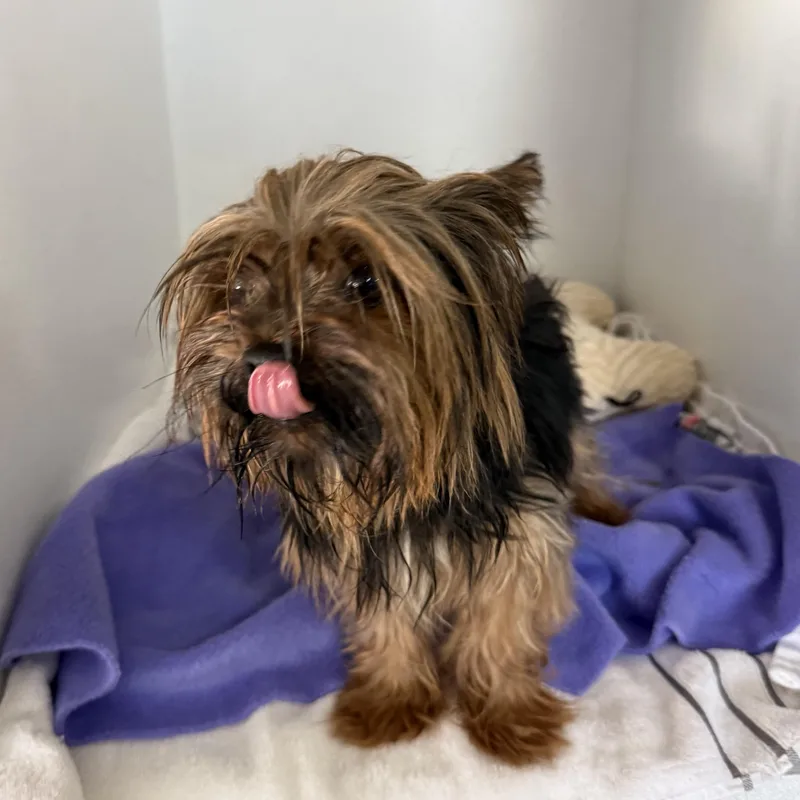 An adult small-sized male Black Yorkshire Terrier dog named Dayshon for adoption in Columbia, SC