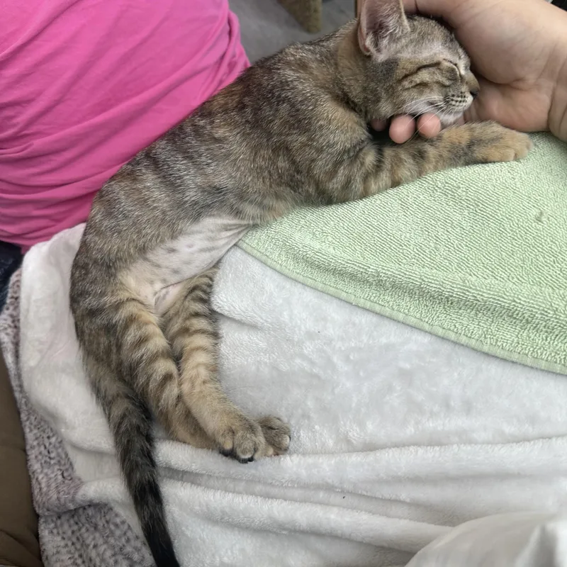 A baby medium-sized female Torbie Domestic Short Hair cat named Heart Riley Fuzzell for adoption in Spring, TX