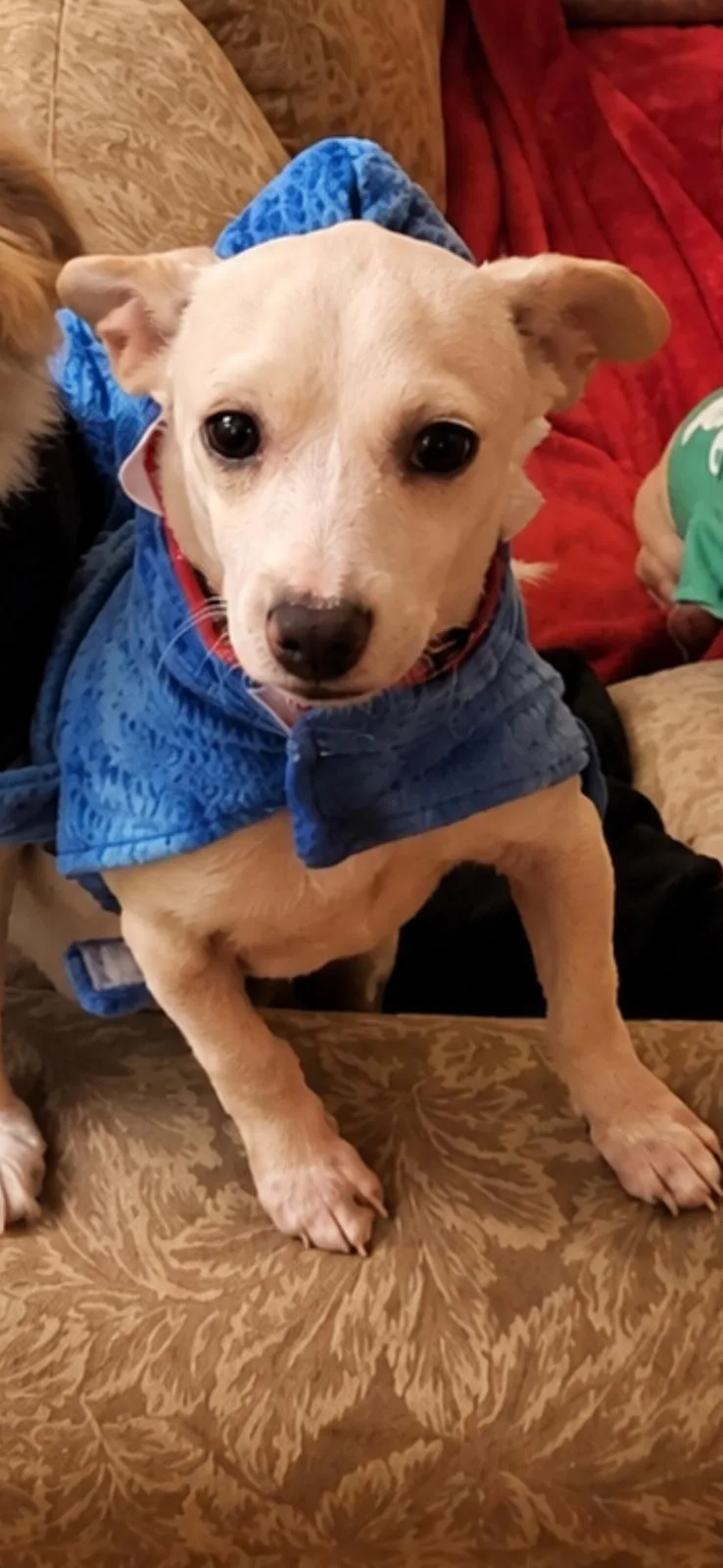 A young small-sized female Apricot / Beige Chihuahua dog named Baja for adoption in Huntington Beach, CA