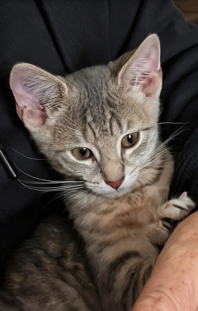 A baby small-sized male Gray / Blue / Silver Domestic Short Hair cat named Marlin for adoption in Milton, DE