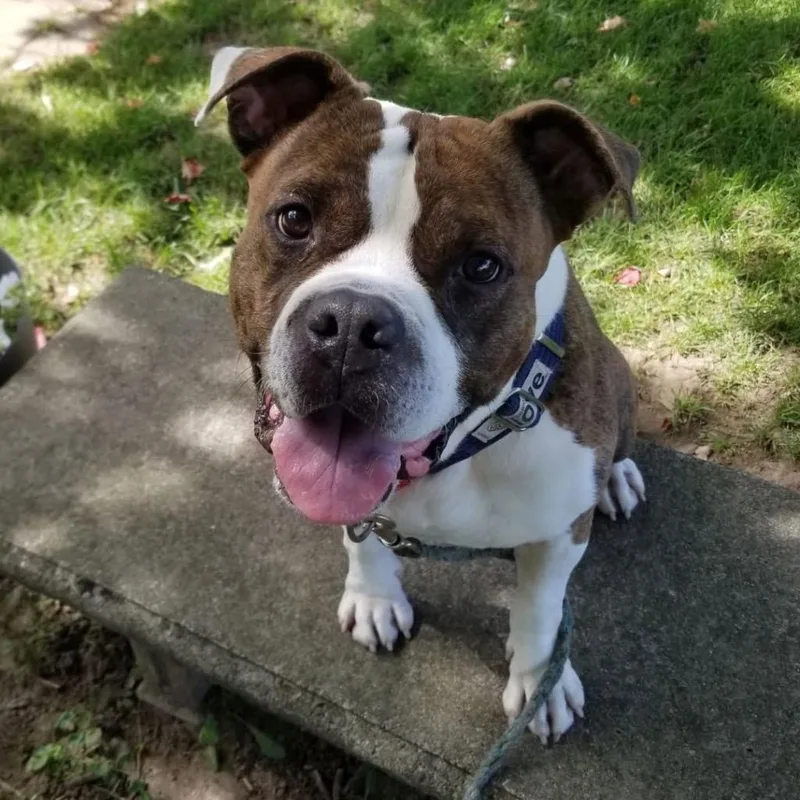 Butterball thumbnail 2