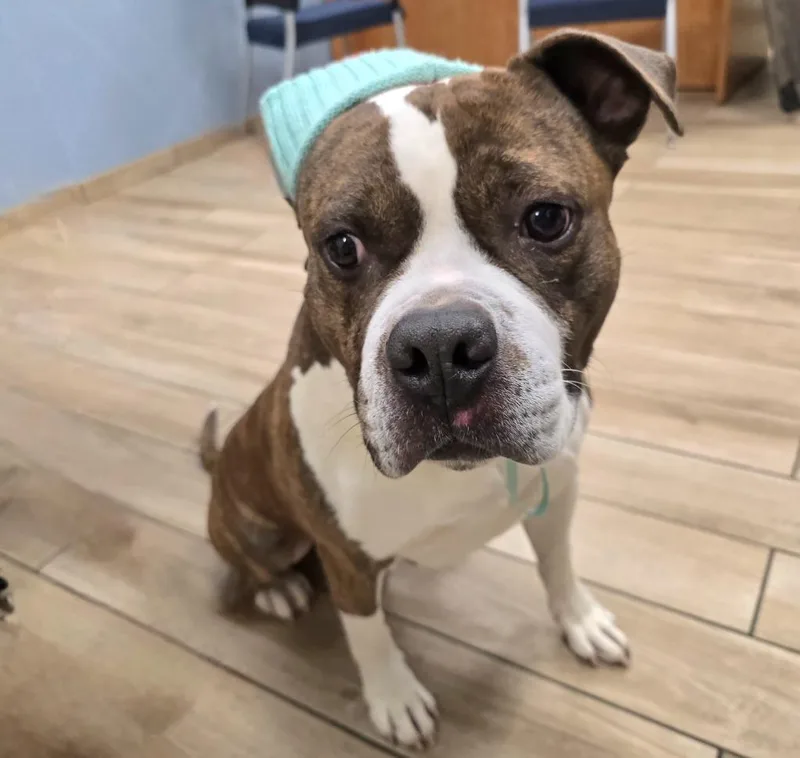 Butterball thumbnail 3