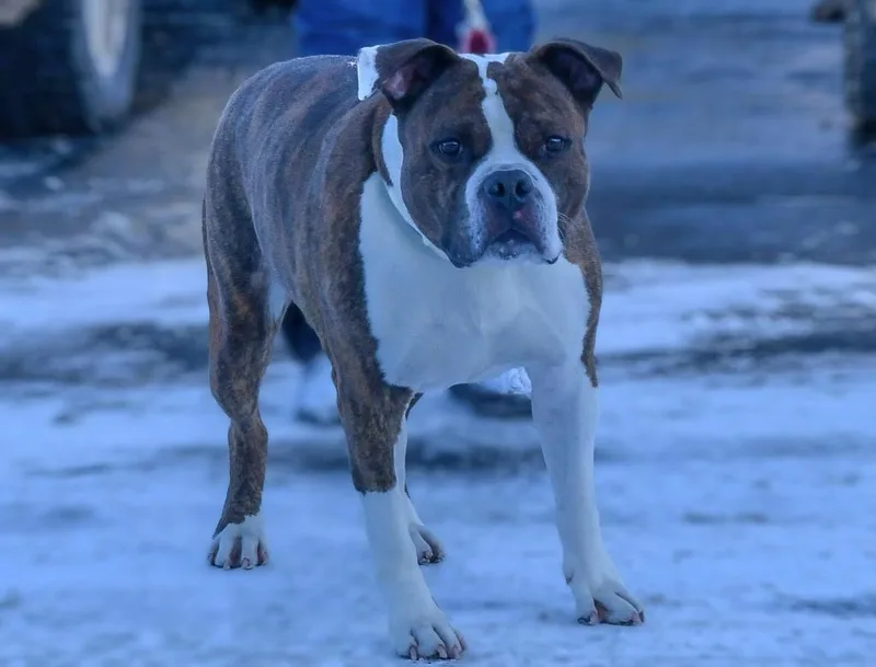 Butterball thumbnail 6