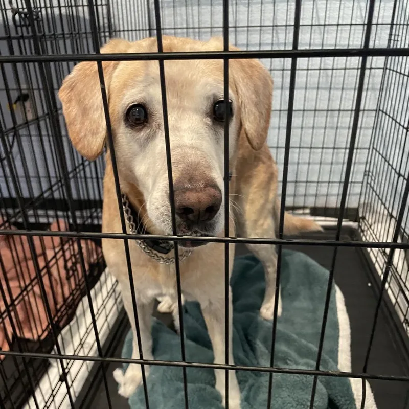 A senior medium-sized male White / Cream Labrador Retriever dog named Chase for adoption in Port Charlotte, FL