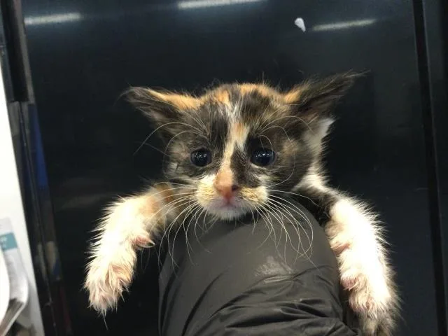 A baby small-sized female Domestic Short Hair cat named Sushi for adoption in Thousand Palms, CA
