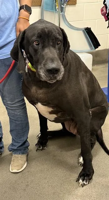 An adult extra large-sized female Great Dane dog named Deja for adoption in Upper Marlboro, MD