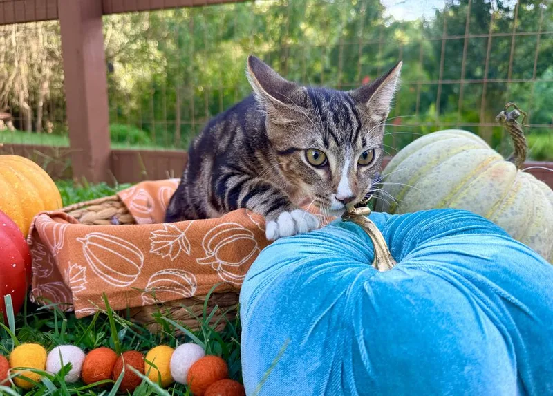 A young small-sized male Domestic Short Hair cat named Ceaser for adoption in Statesville, NC