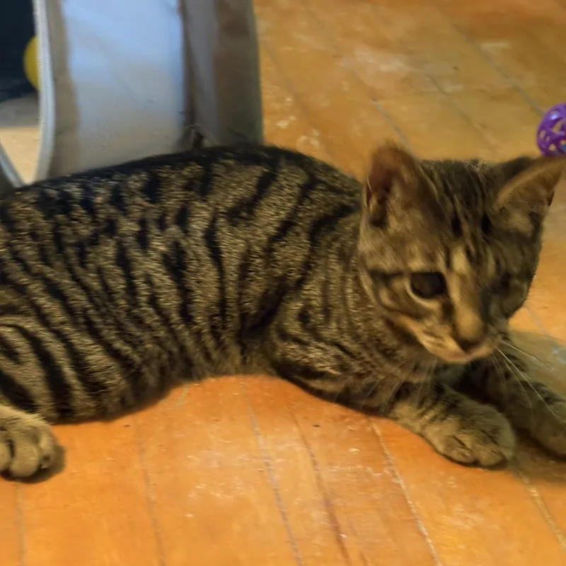 A baby small-sized male Brown / Chocolate Domestic Short Hair cat named Orbit for adoption in Medina, OH