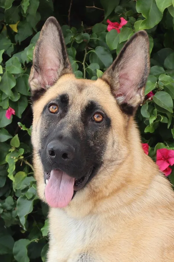 A young large-sized male Black German Shepherd Dog dog named Andy Von Alzenau for adoption in Los Angeles, CA