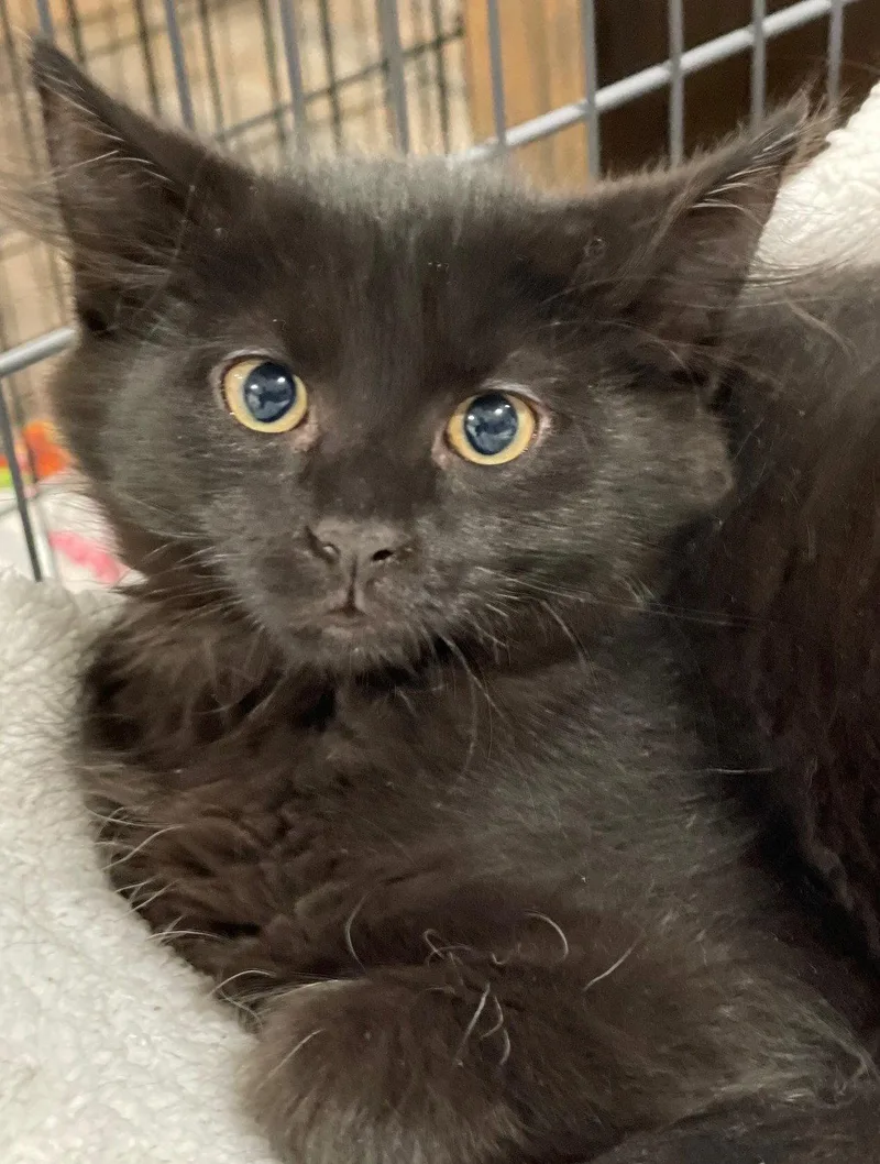 A baby medium-sized male Black Domestic Medium Hair cat named Manuka for adoption in Island Lake, IL
