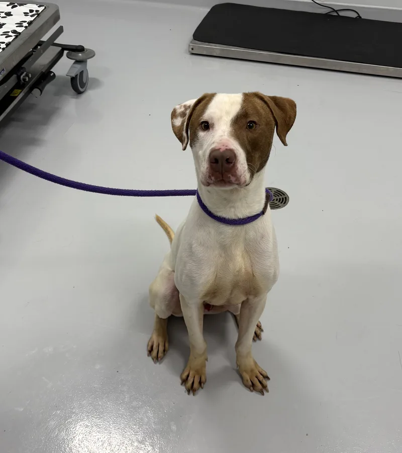 An adult medium-sized male White / Cream English Pointer dog named Pedro for adoption in Kankakee, IL