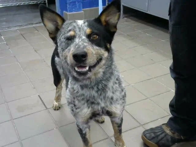 A young medium-sized male Australian Cattle Dog / Blue Heeler dog named Reggie for adoption in Albuquerque, NM