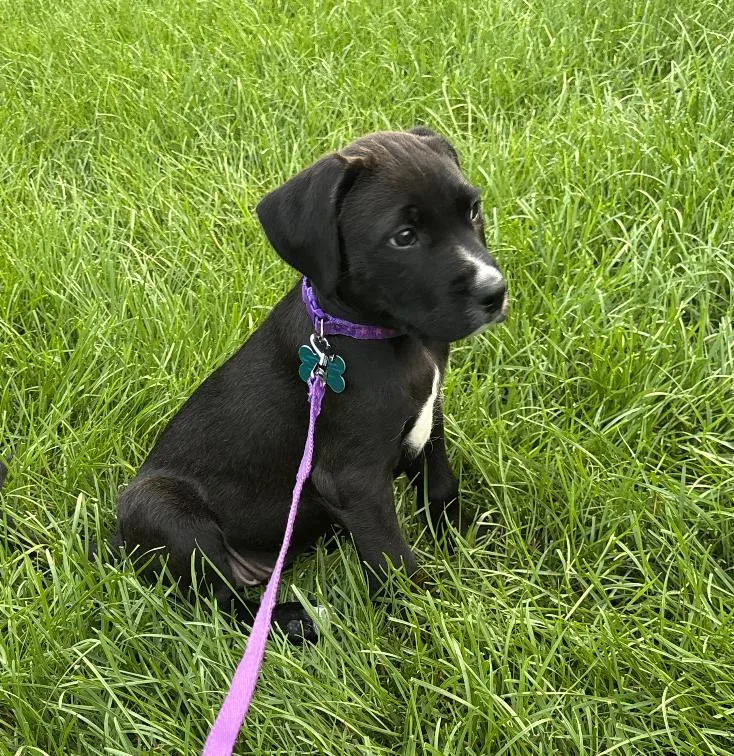 A baby medium-sized female Black Labradoodle dog named Charlotte for adoption in Plainfield, IL