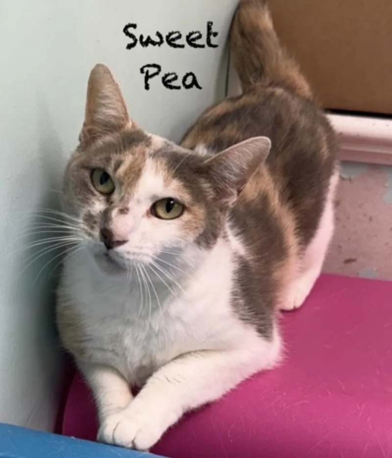 An adult medium-sized female Dilute Calico Domestic Short Hair cat named Sweet Pea for adoption in Pawleys Island, SC