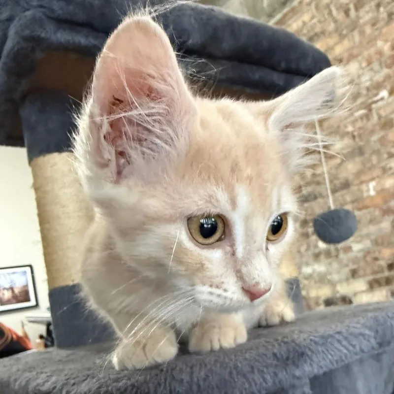 A baby small-sized male Buff / Tan / Fawn Domestic Short Hair cat named Butters for adoption in Prosper, TX