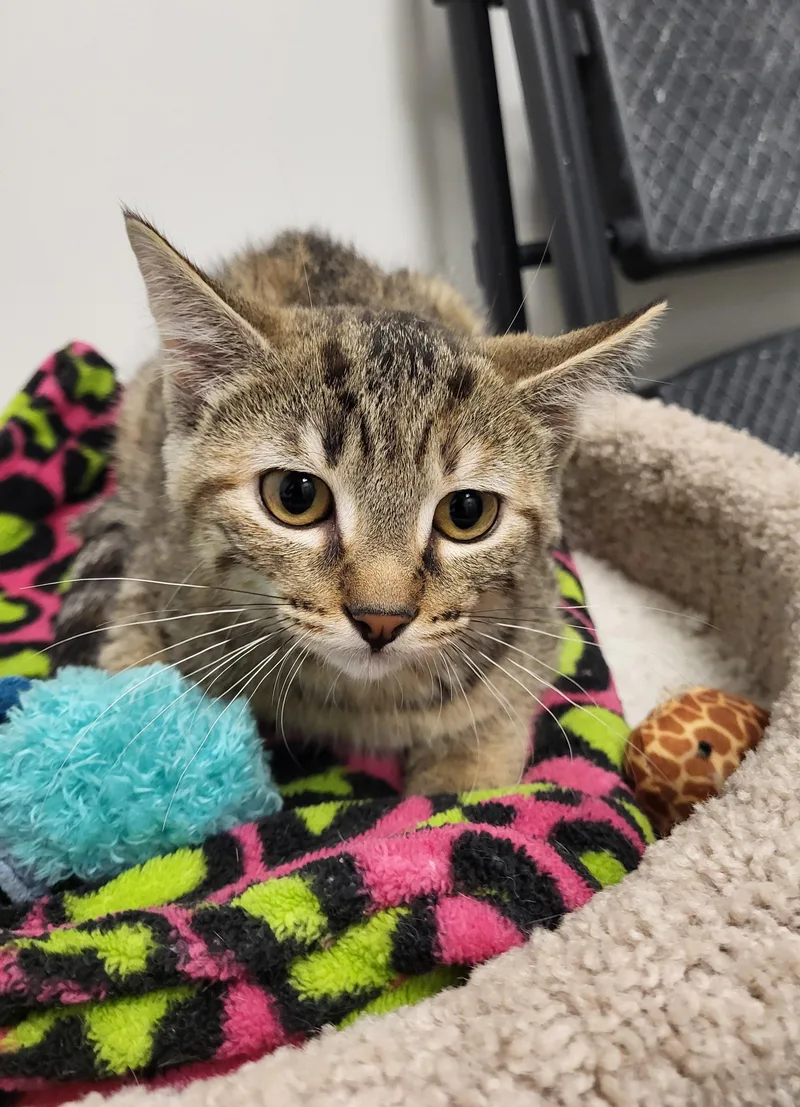 A baby medium-sized female Torbie Domestic Short Hair cat named Polka Dot for adoption in Grayslake, IL