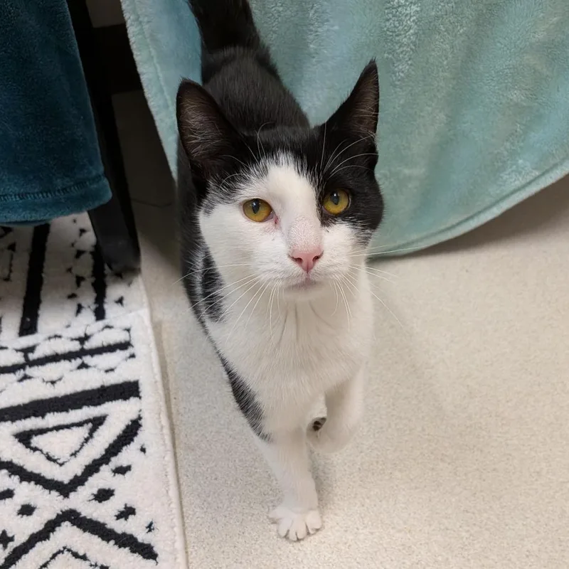 A young medium-sized female Black American Shorthair cat named Betty for adoption in Springfield, MA