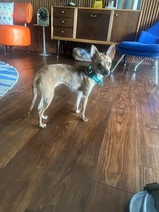 A baby small-sized female Chihuahua dog named Dolores for adoption in Fort Worth, TX