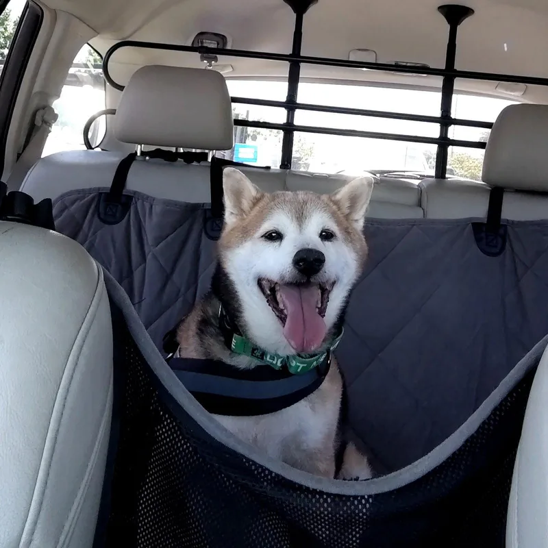 A senior medium-sized male Shiba Inu dog named Kuma for adoption in San Jose, CA